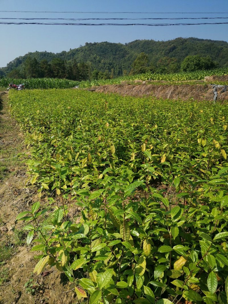 新品种大叶茶苗，产量高，牙口大