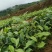 新品种大叶茶苗，产量高，牙口大