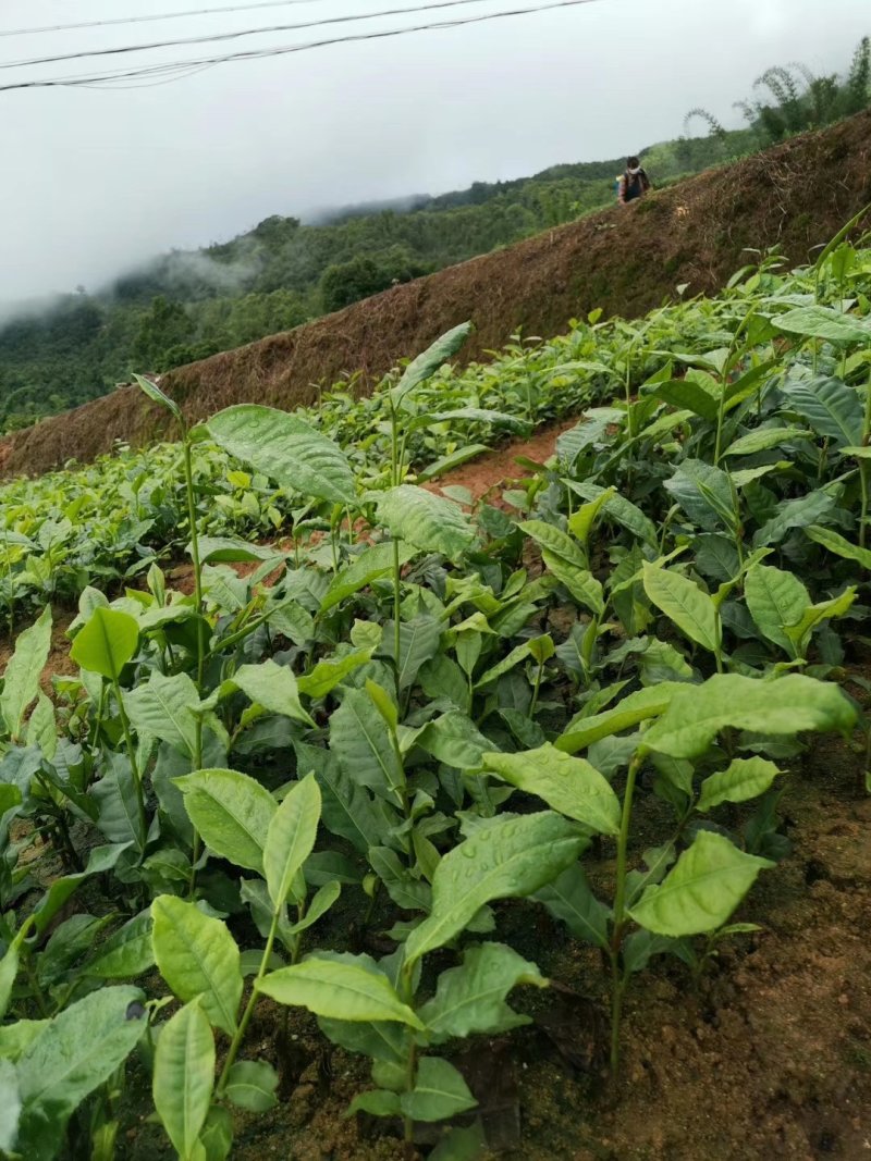 新品种大叶茶苗，产量高，牙口大