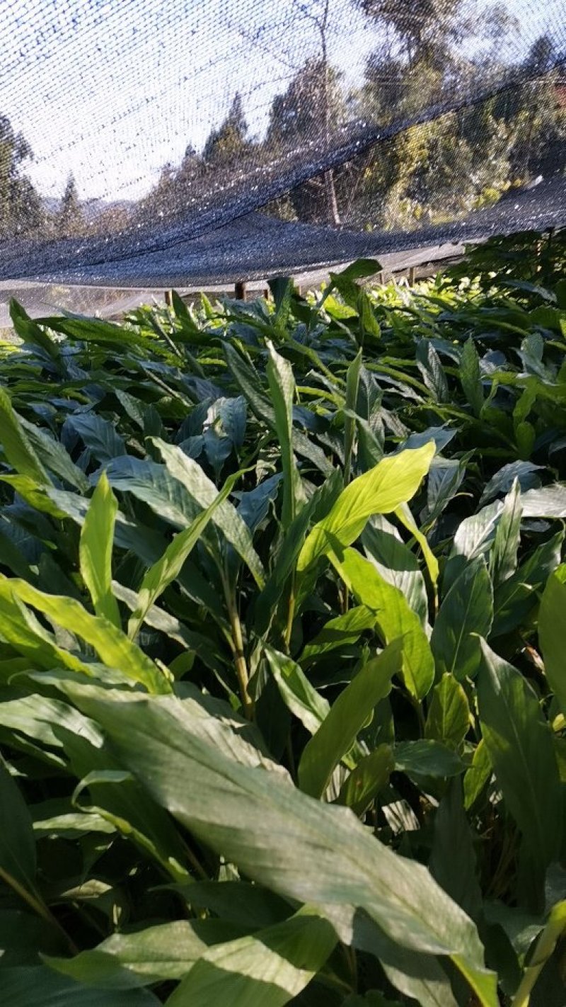 大量草果苗批发零售