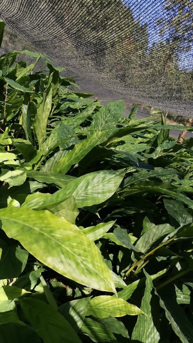 大量草果苗批发零售