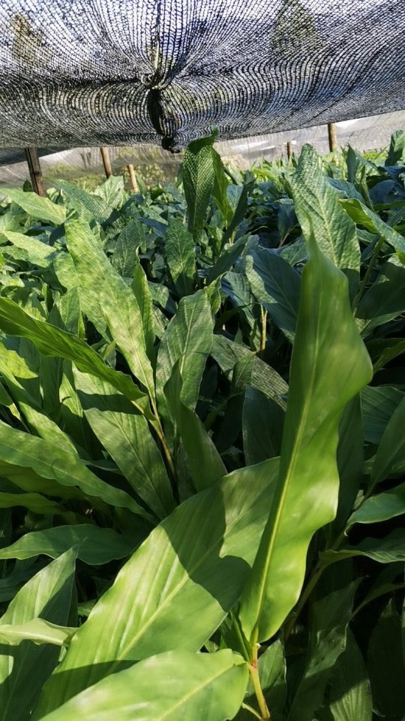 大量草果苗批发零售