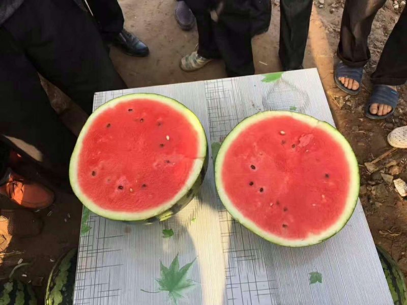 陕西甜王西瓜产地代收，大棚甜王西瓜成熟上市，诚信第一
