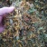 广西原生态金银花干货(机器烤干)