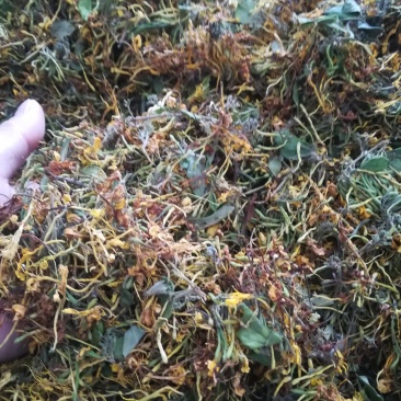 广西原生态金银花干货(机器烤干)