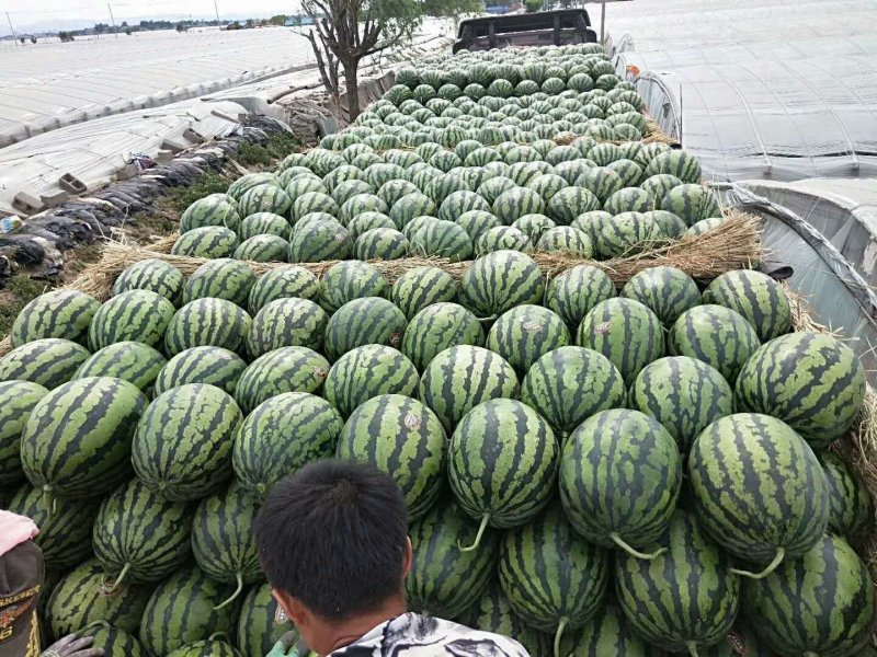精品甜王西瓜，陕西甜王西瓜，对接全国，保质保量，保熟度