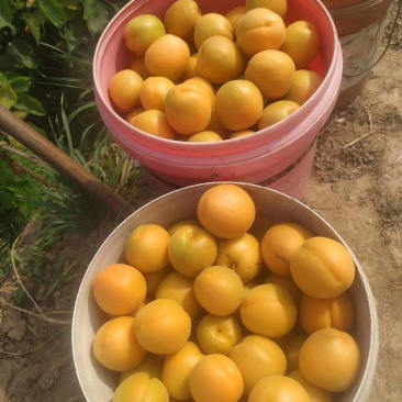 《荐》陕西金太阳杏，大量上市中，批发金太阳杏，大荔发货