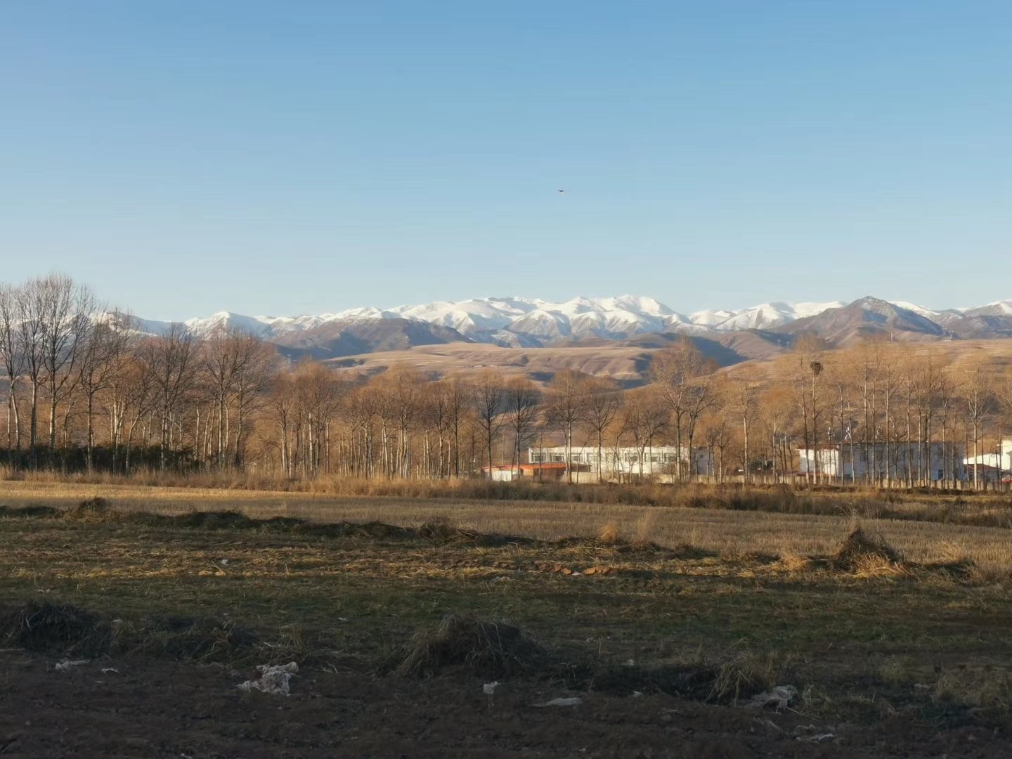 昆仑山脉北坡,海拔约3200米处的野生雪菊分布带,可见远处雪山融水形成的溪流贯穿菊田,近景为正在采摘的当地农户,背景为典型的荒漠绿洲地貌,土壤呈浅褐色沙壤质地 昆仑山北麓高原雪菊种植区航拍