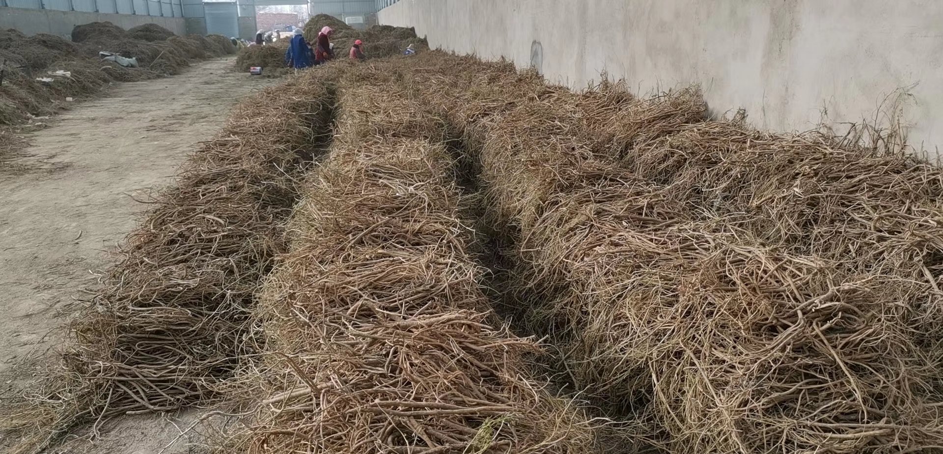 洒黄芩的外观与产地