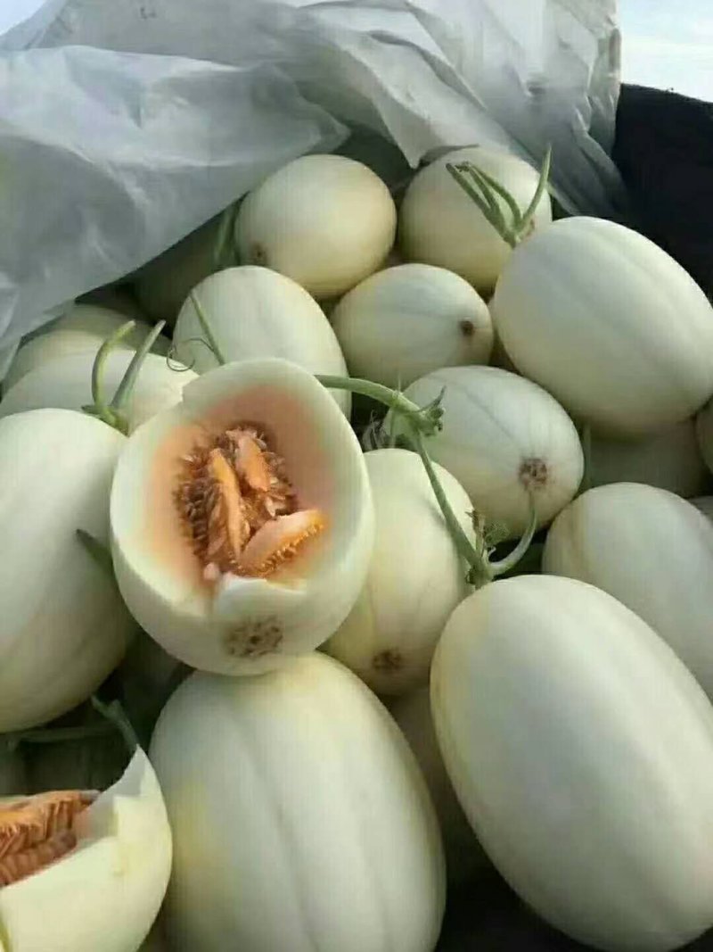现摘现发，优质脆梨甜瓜，白皮红肉甜瓜，货源充足，批发甜瓜