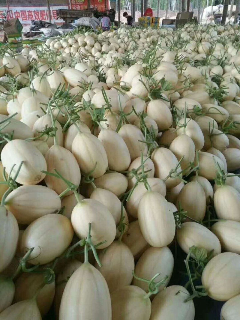 现摘现发，优质脆梨甜瓜，白皮红肉甜瓜，货源充足，批发甜瓜