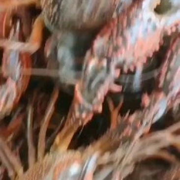 盱眙塘口直供