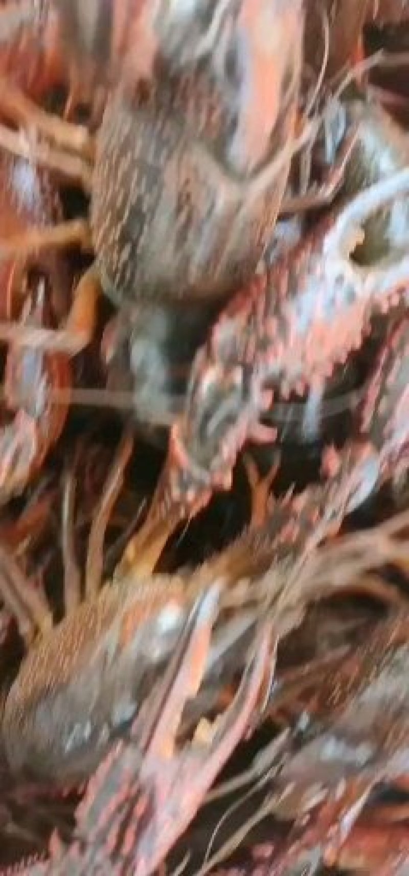 盱眙塘口直供