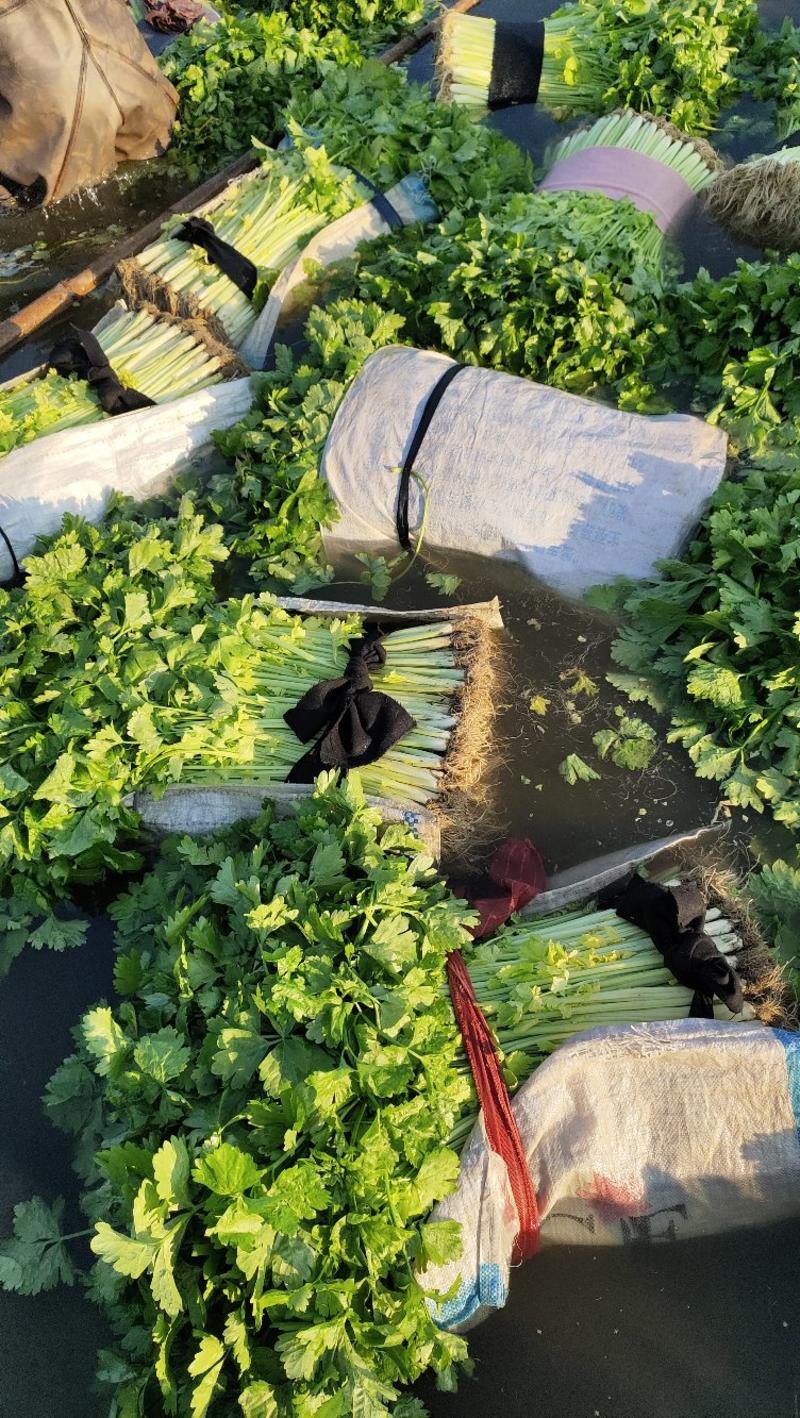 (推荐)杭州萧山区益农镇三围村，大鹏芹菜现货大量出售中。