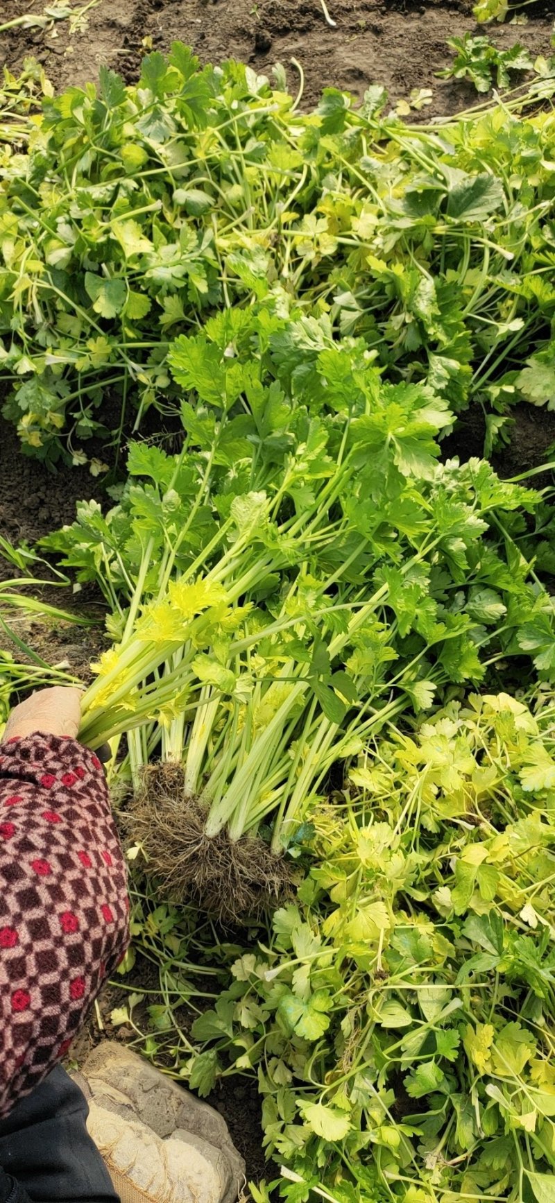 (推荐)杭州萧山区益农镇三围村，大鹏芹菜现货大量出售中。