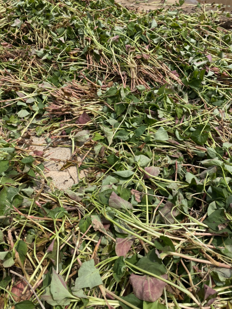 湖北当阳鱼腥草叶鱼腥草干货鱼腥草干叶子基地直供