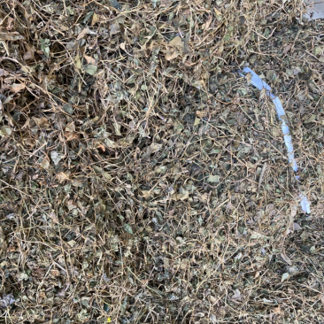 湖北当阳鱼腥草叶鱼腥草干货鱼腥草干叶子基地直供
