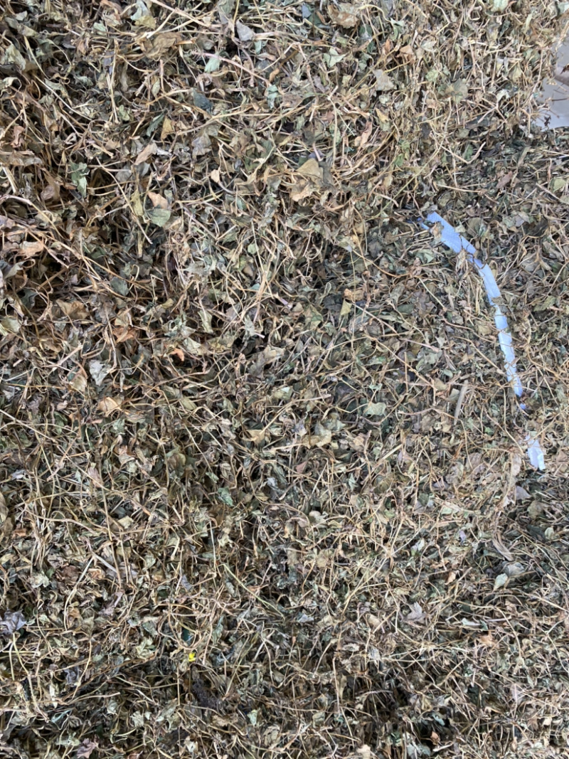 湖北当阳鱼腥草叶鱼腥草干货鱼腥草干叶子基地直供