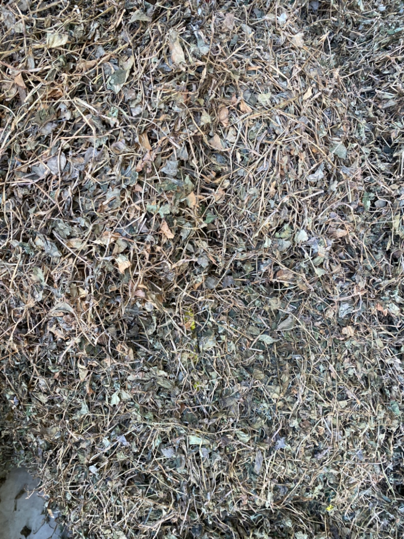 湖北当阳鱼腥草叶鱼腥草干货鱼腥草干叶子基地直供