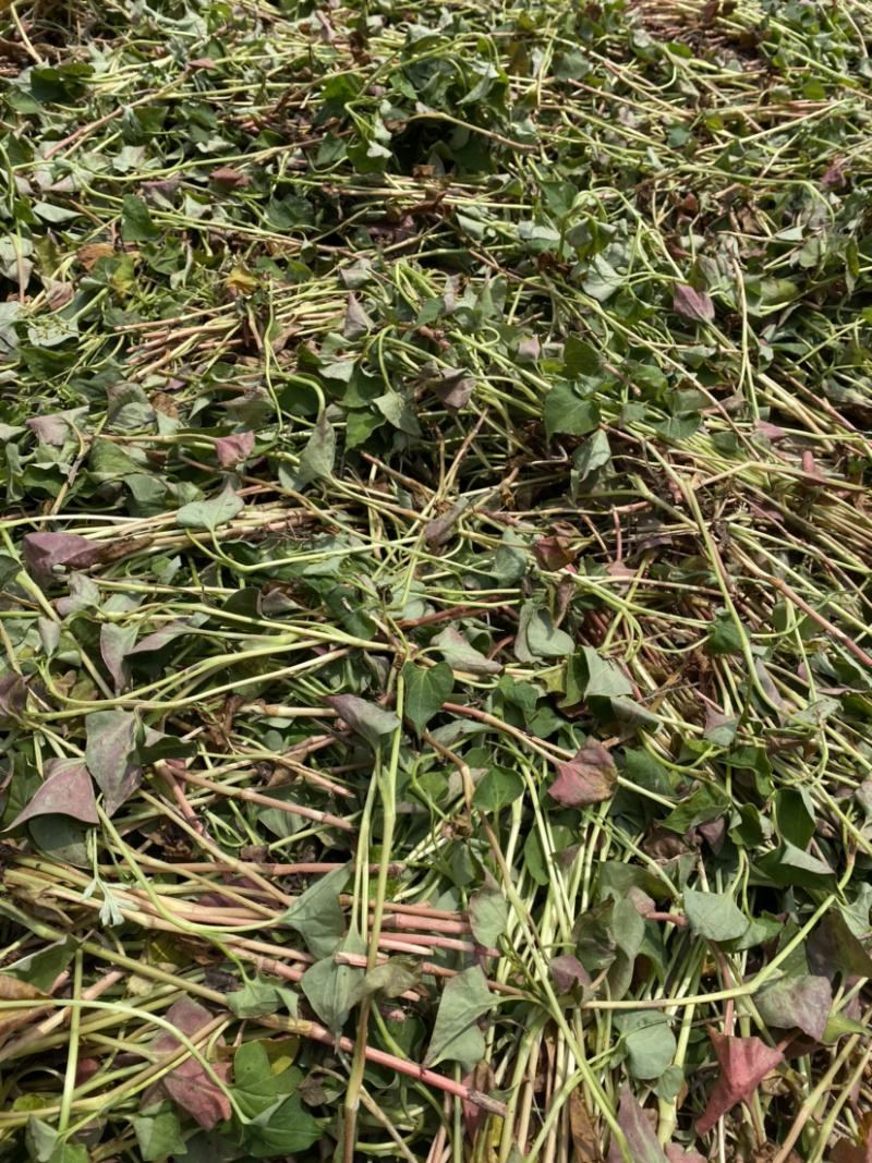 湖北当阳鱼腥草叶鱼腥草干货鱼腥草干叶子基地直供