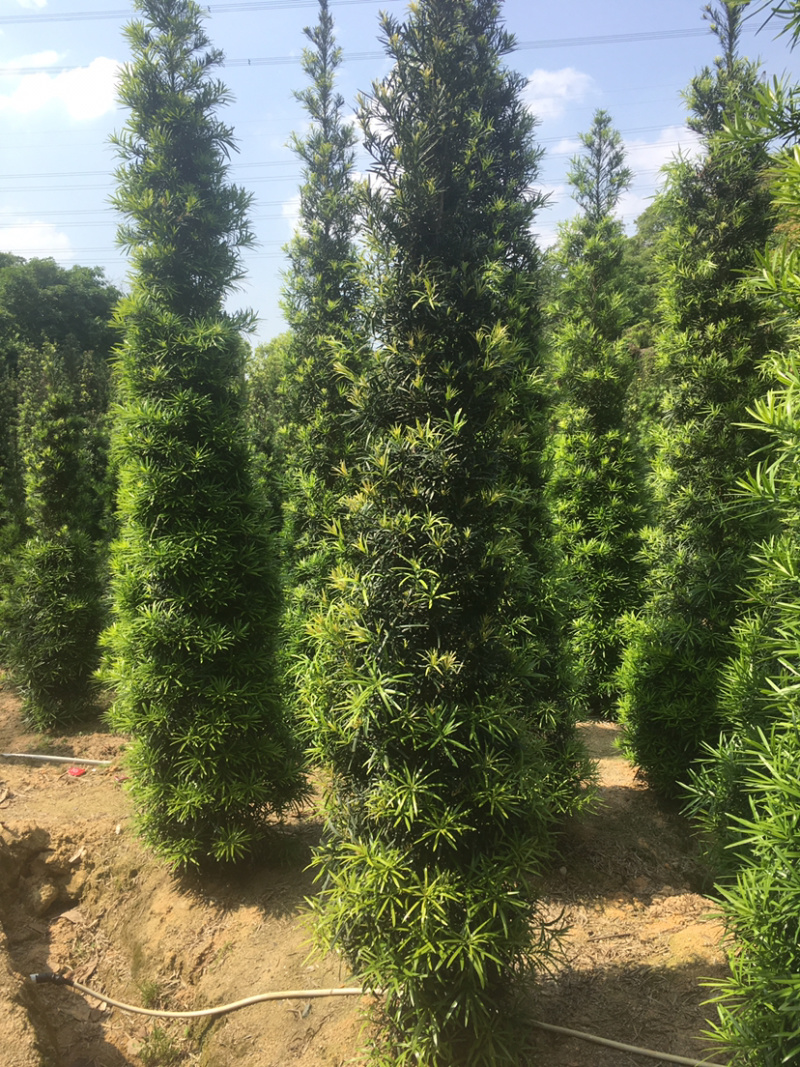 罗汉松塔形(价格实惠，量大从优)长期供应各种苗木