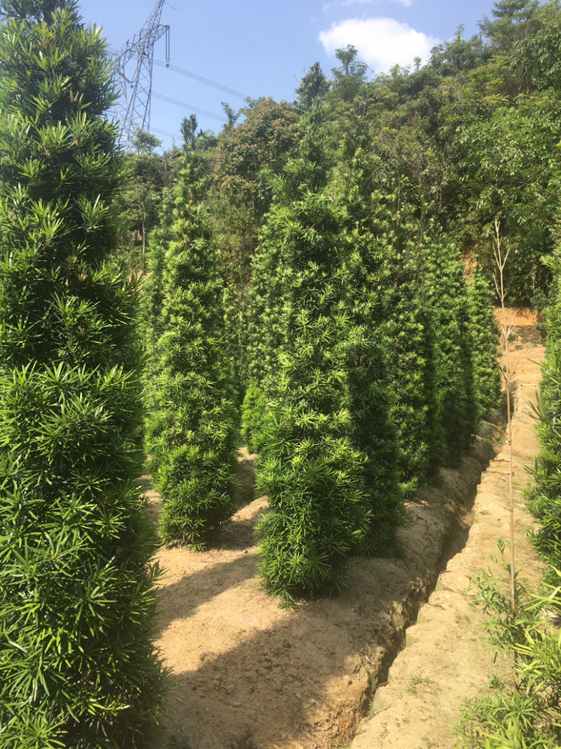 罗汉松塔形(价格实惠，量大从优)长期供应各种苗木