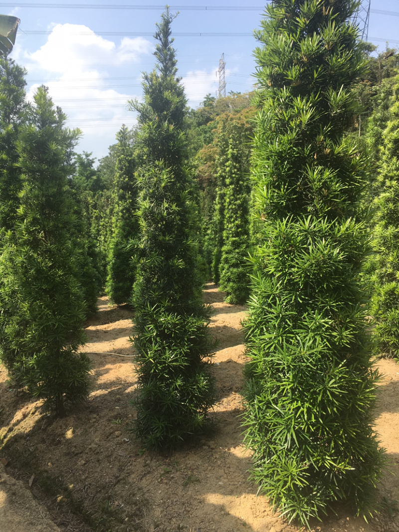 罗汉松塔形(价格实惠，量大从优)长期供应各种苗木