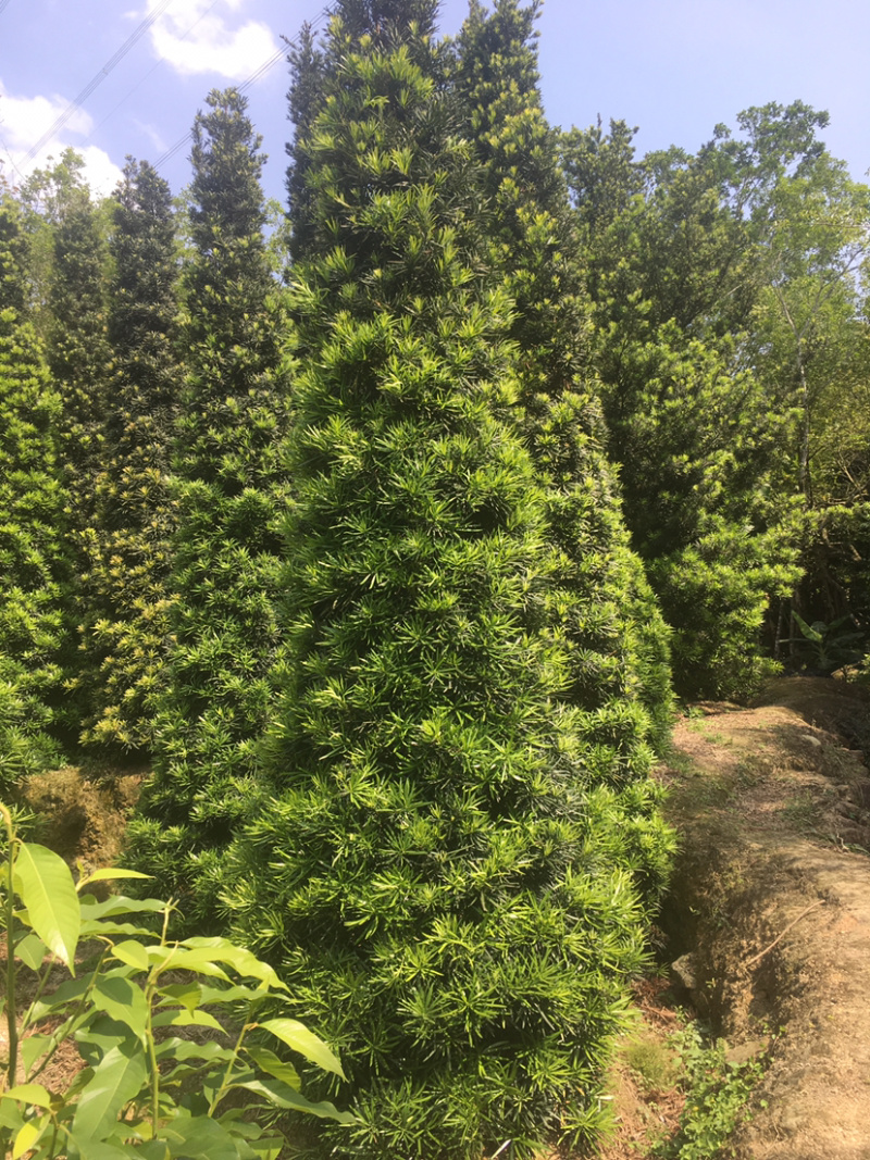 罗汉松塔形(价格实惠，量大从优)长期供应各种苗木