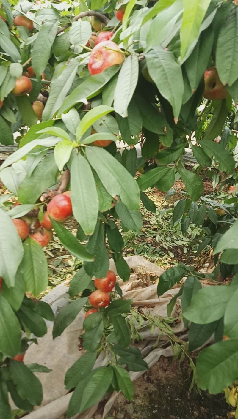 油蟠桃