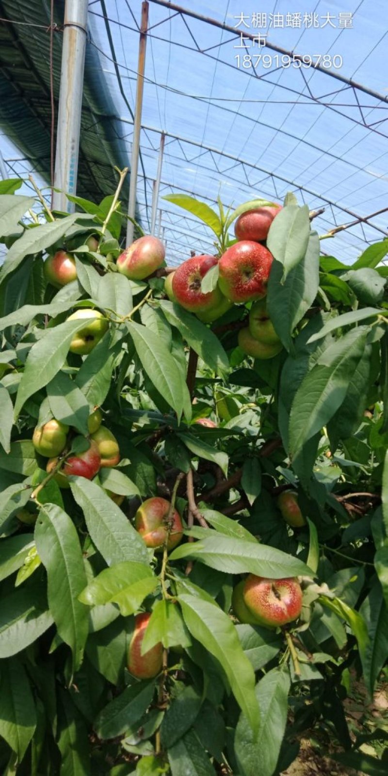 油蟠桃