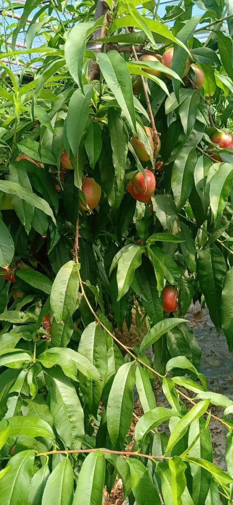油蟠桃