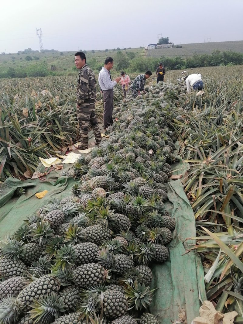 凤梨海南昌江优质凤梨16号，反季节开始上市