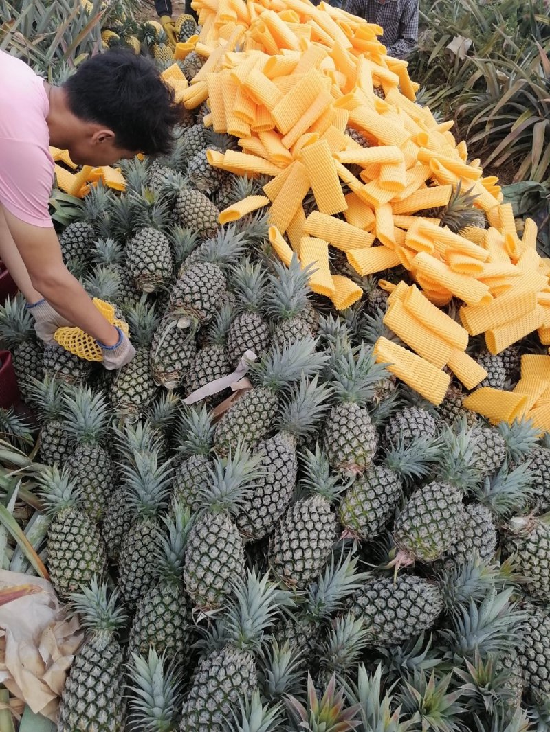 凤梨海南昌江优质凤梨16号，反季节开始上市
