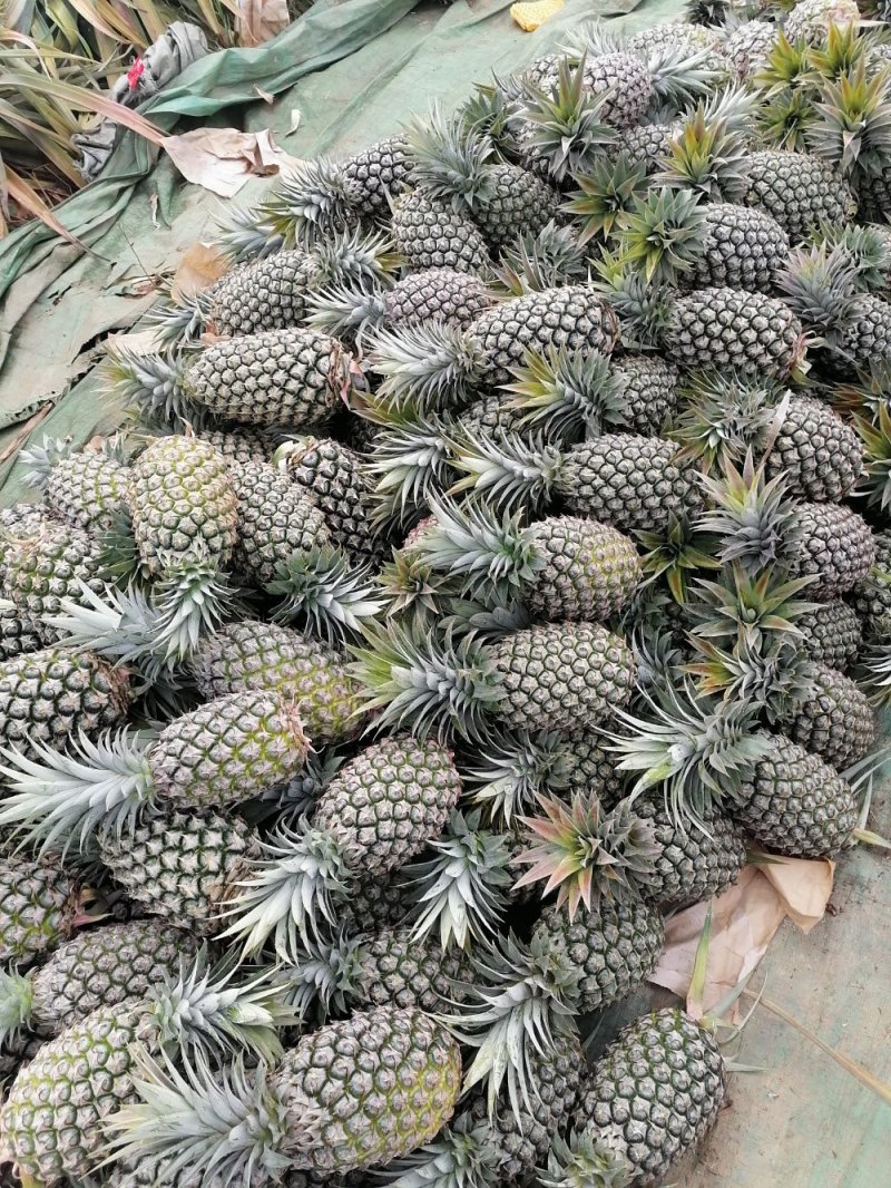 凤梨海南昌江优质凤梨16号，反季节开始上市