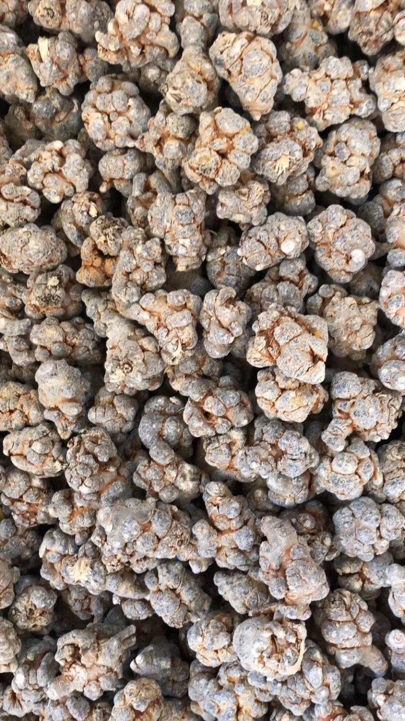 正宗三七文山三七可视频看货产地现货一手货源包邮