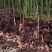 【坏果包赔】四川农家新鲜仔姜新鲜嫩姜芽子姜嫩姜姜芽带