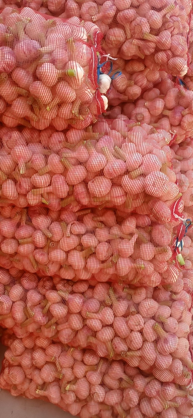 扒皮蒜，水洗蒜，，，蒜头，产地直供优价廉，