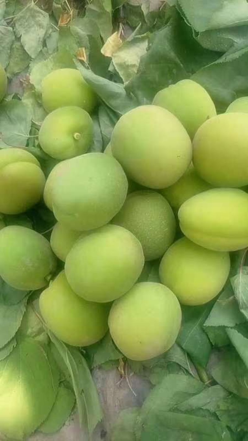 金太阳杏青的