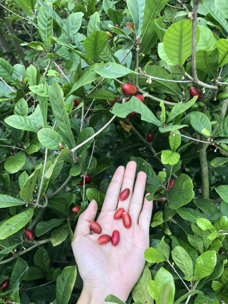 神秘果苗神奇果苗一种吃了可以改变味觉的水果