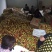 新鲜应季精品河南油桃曙光油桃产地直供货源充足保质保量