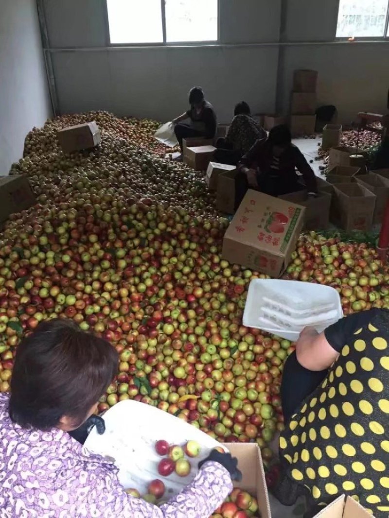 新鲜应季精品河南油桃曙光油桃产地直供货源充足保质保量