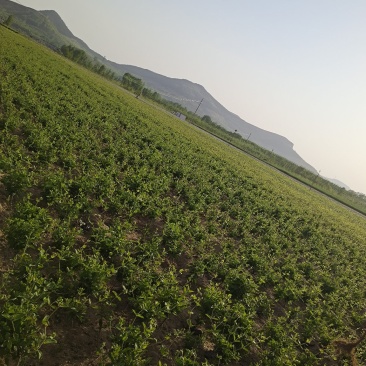 爬藤树型四季金银花盆栽地栽泡茶药用清热去火