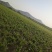 爬藤树型四季金银花盆栽地栽泡茶药用清热去火
