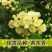 木香花苗爬藤植物庭院蔷薇开花特大花四季浓香红色甜蜜红木香