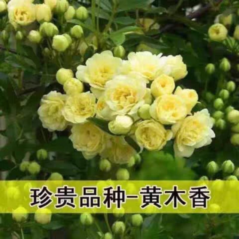 木香花苗爬藤植物庭院蔷薇开花特大花四季浓香红色甜蜜红木香