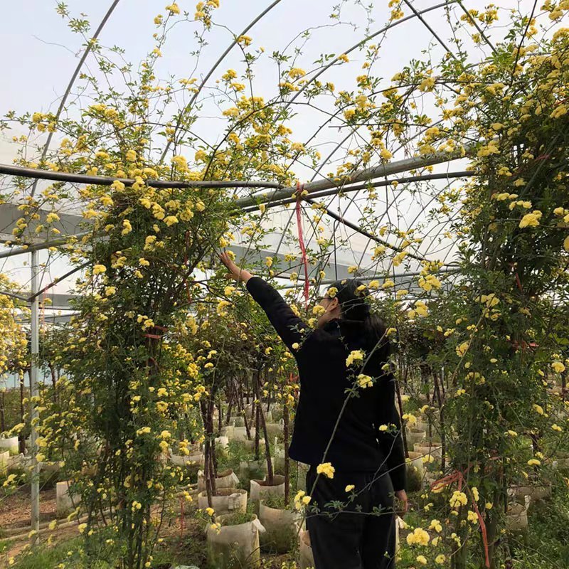木香花苗爬藤植物庭院蔷薇开花特大花四季浓香红色甜蜜红木香