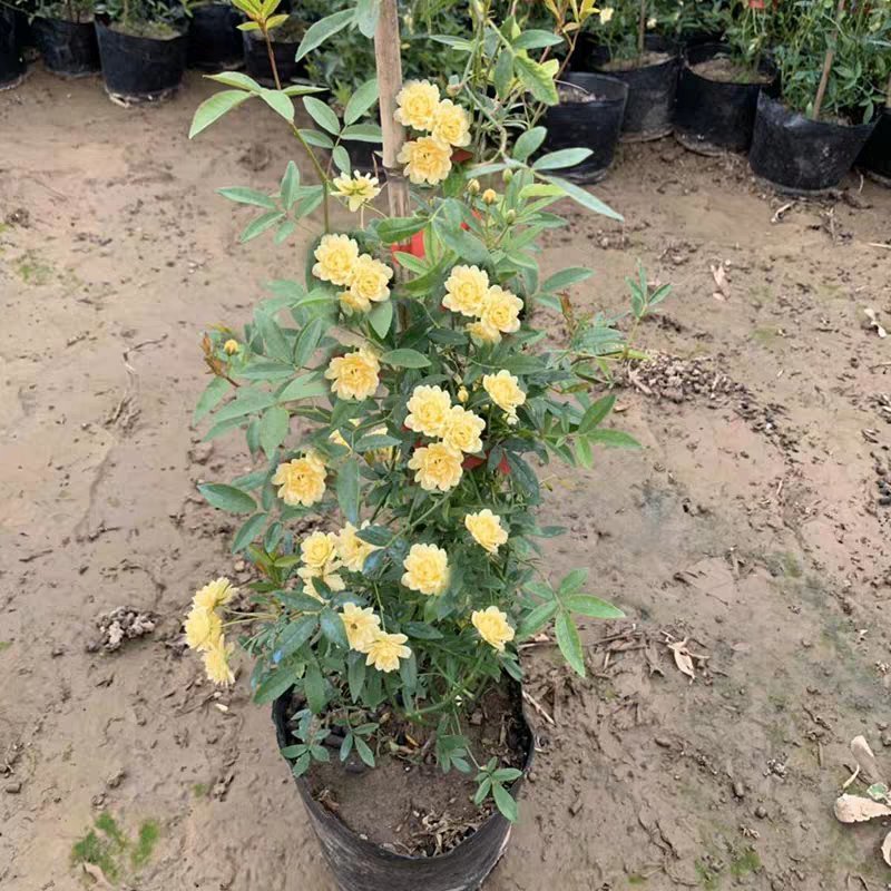 木香花苗爬藤植物庭院蔷薇开花特大花四季浓香红色甜蜜红木香