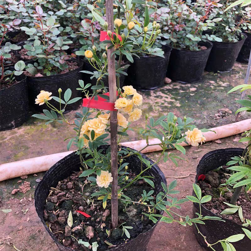 木香花苗爬藤植物庭院蔷薇开花特大花四季浓香红色甜蜜红木香