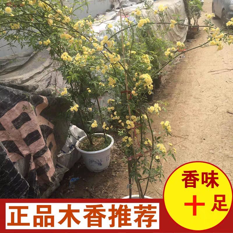 木香花苗爬藤植物庭院蔷薇开花特大花四季浓香红色甜蜜红木香