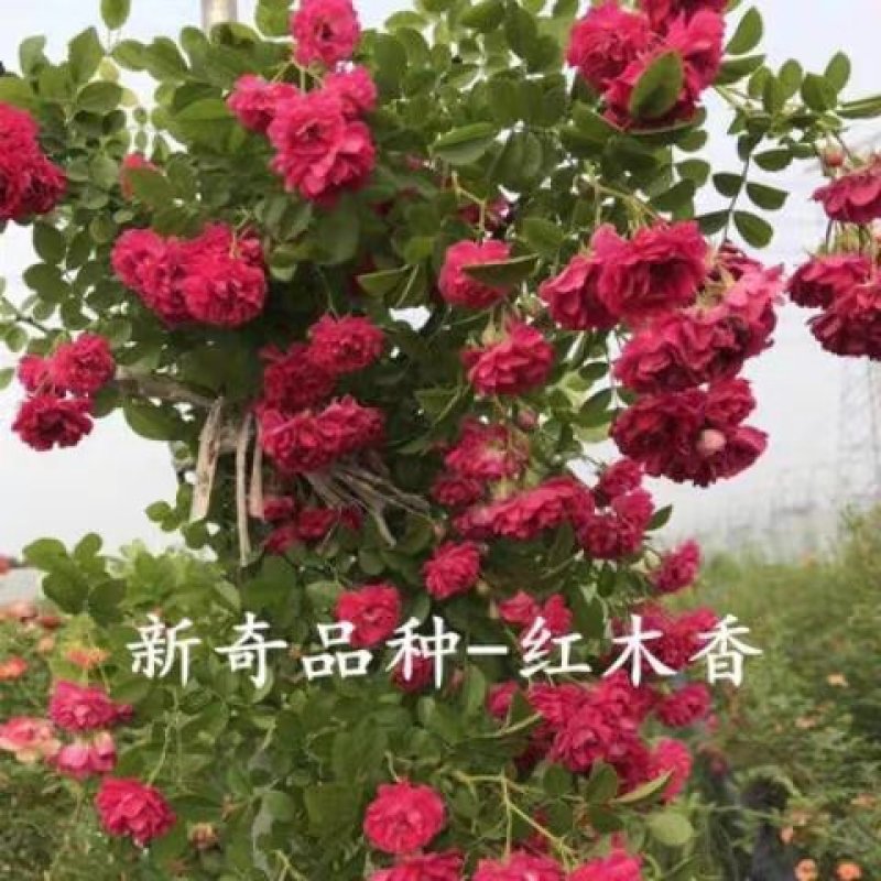 木香花苗爬藤植物庭院蔷薇开花特大花四季浓香红色甜蜜红木香
